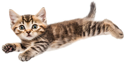 Obraz premium Cute tabby cat ready to jump, transparent background, clipping path - 