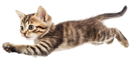 Obraz premium Cute tabby cat ready to jump, transparent background, clipping path - 