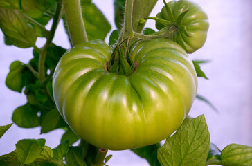 Green tomatoes in a greenhouse, growing young tomatoes in a greenhouse.