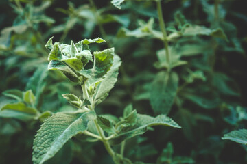 Close-up of vibrant green leaves with a fuzzy texture forming a lush background. Ideal for herbal garden, botanical research, or natural remedy concepts
