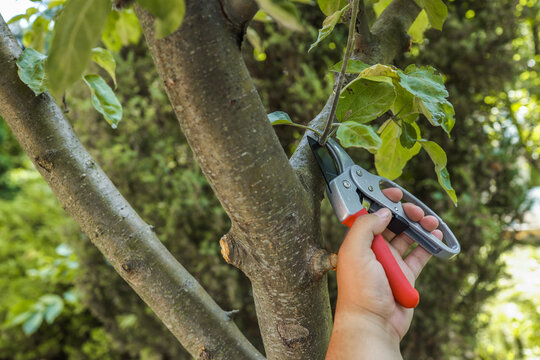 Close-up of a hand using garden pruners to cut a small branch on a tree. Perfect for orchard maintenance, yard work, or horticultural tasks