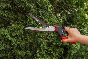 Close-up of a hand trimming an evergreen hedge with handheld shears. Ideal for yard care,...