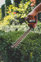 Close-up of an electric hedge trimmer cutting boxwood in a sunny garden. Ideal for yard upkeep,...