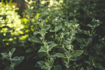 Close-up of vibrant green leaves with a fuzzy texture forming a lush background. Ideal for herbal garden, botanical research, or natural remedy concepts