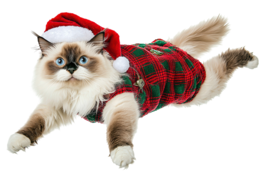 A fluffy cat wearing a Santa hat and a festive plaid outfit, playfully ready for the holiday season. transparent PNG - Powered by Adobe