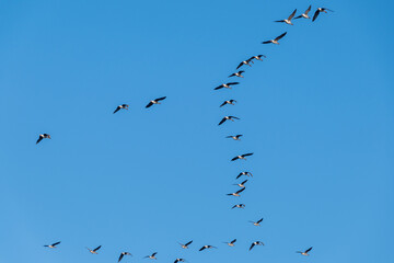 A wedge of geese flies in the blue sky. Bird migration.