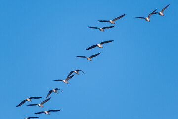 A wedge of geese flies in the blue sky. Bird migration.