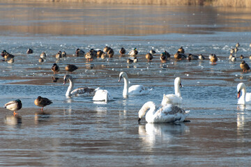 Mute swans and ducks swim in a hole in a frozen lake. Bird behavior