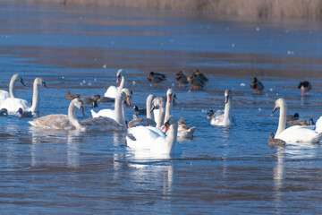 Mute swans and ducks swim in a hole in a frozen lake. Bird behavior