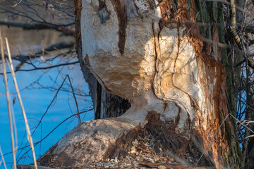 Tree trunks gnawed by beavers. Animal behavior.
