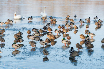 Fototapeta premium Mallards standing on the ice of a frozen lake. Bird behavior