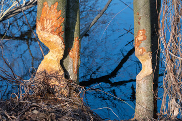 Tree trunks gnawed by beavers. Animal behavior.