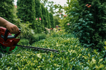 Close-up of an electric hedge trimmer cutting boxwood in a sunny garden. Ideal for yard upkeep, landscaping, and shaping green foliage