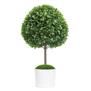 Artificial topiary tree in a white pot, isolated on a white background. transparent PNG