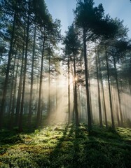 Obraz premium A mysterious and tranquil forest enveloped in soft morning mist, with rays of sunlight piercing through tall pine trees. The ethereal glow enhances the peaceful and dreamlike atmosphere. Nature