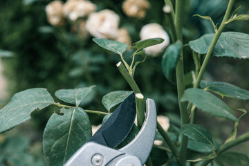 Close-up of garden pruning shears cutting a green rose stem. Gardening tool used for plant care,...