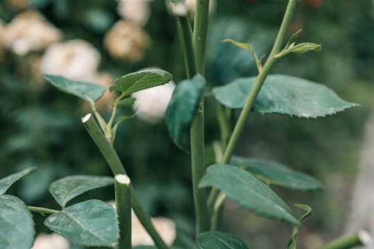 Close-up of freshly pruned rose stems with green leaves. Gardening maintenance for plant health, encouraging new growth, and improving the appearance of the garden