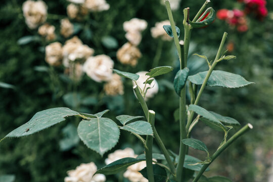 Close-up of freshly pruned rose stems with green leaves. Gardening maintenance for plant health, encouraging new growth, and improving the appearance of the garden