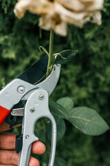 Close-up of garden pruning shears cutting a green rose stem. Gardening tool used for plant care,...