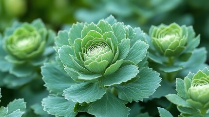 Fototapeta premium Beautiful Green Succulent Plants Close Up View lush life calm image 