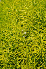 Blue Star Ernst Pagels leaves