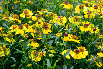 Large yellow flowers of rudbeckia close-up, growing on a flower bed in the garden.