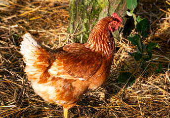 A brown chicken walks outside in the yard on a sunny day.
