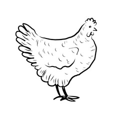 Vector sketch of a Chicken on an isolated background. Hand drawn illustration of a Hen for label, sign, print, paper, logo, design. Food and house animals, egg production and fluff, bird