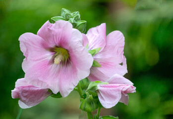 Fototapeta premium Delicate pink mallow flowers in a summer garden.