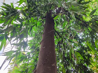 Fototapeta premium tree in the park