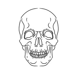 Human skull seen from the front