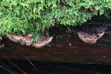 Gloiodon strigosus, rare tooth fungus from Finland, no common English name