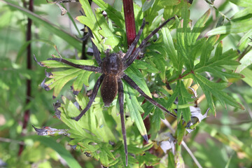 Dolomedes plantarius, known as great raft spider or fen raft spider, female guarding nest