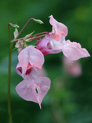 Impatiens glandulifera, commonly known as Himalayan Balsam, invasive wild plant from Finland