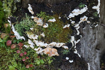Skeletocutis amorpha, commonly known as rusty crust fungus, polypore from Finland