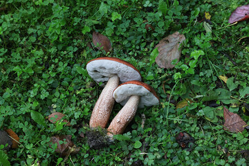 Leccinum populinum, commonly known as red aspen bolete or red-capped scaber stalk, edible wild mushroom from Finland