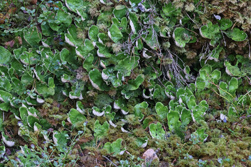 Peltigera aphthosa, commonly known as dog lichen, leafy lichen, felt lichen or common freckle pelt