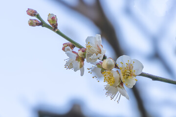 都心散歩　梅の頃の芝公園あたり