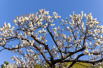 都心散歩　梅の頃の芝公園あたり