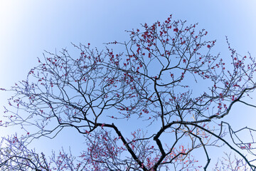 都心散歩　梅の頃の芝公園あたり