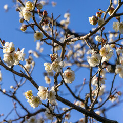 都心散歩　梅の頃の芝公園あたり