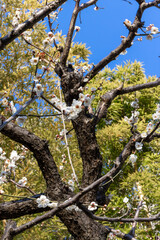 都心散歩　梅の頃の芝公園あたり