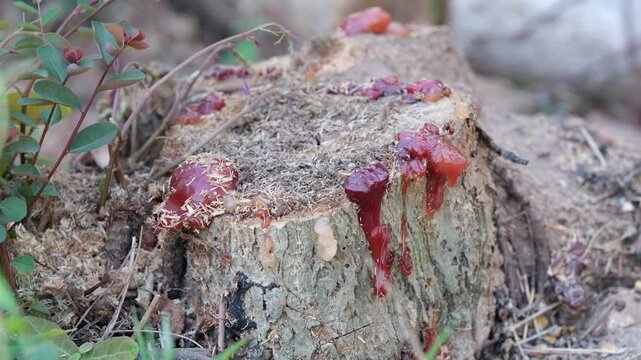 Solid resin on a sahjan tree or Moringa oleifera Lam.       
