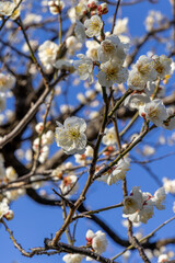 都心散歩　梅の頃の芝公園あたり