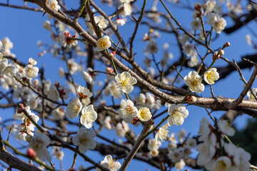 都心散歩　梅の頃の芝公園あたり