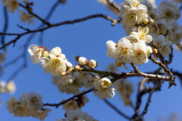 都心散歩　梅の頃の芝公園あたり