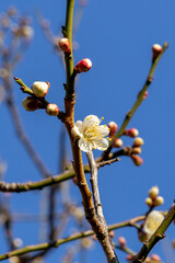 都心散歩　梅の頃の芝公園あたり
