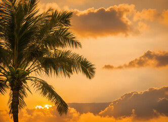 palm trees at sunset