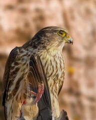 A majestic falcon of prey is seen gripping its prey with its powerful talons. Its sharp beak tears into the body of the unfortunate bird, feathers flying in the air as it eats voraciously. 