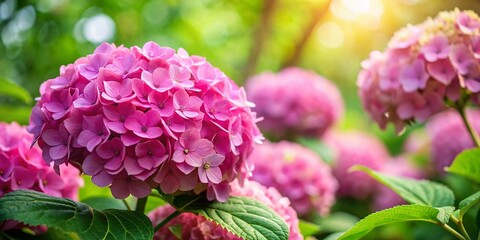 Obraz premium Panoramic View of Pink Hydrangea Blossoms, Soft Focus Green Background - Lush Summer Garden Photography